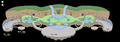 Thumbnail for version as of 05:09, 19 September 2011